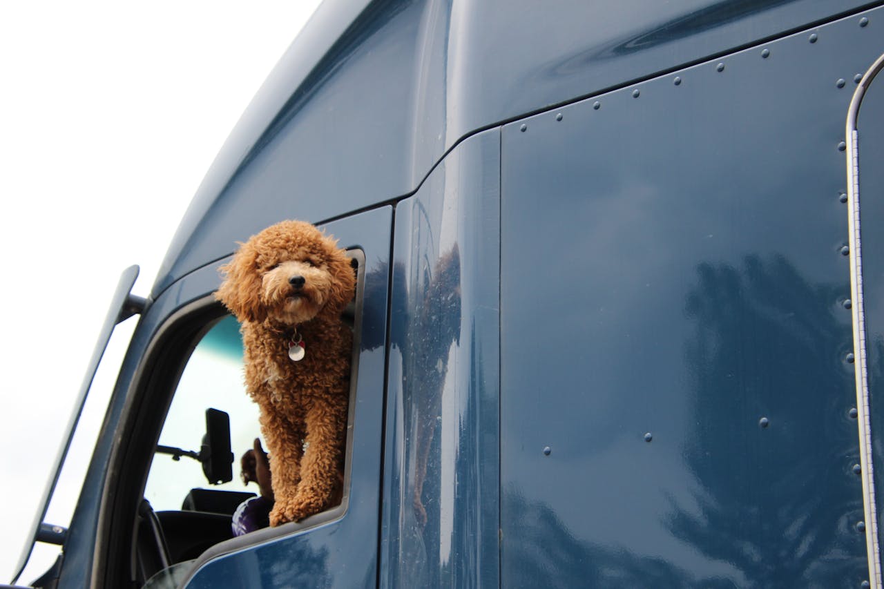 Anasayfa Adorable fluffy dog poking out of a truck window, showcasing a joyful moment on a road trip.