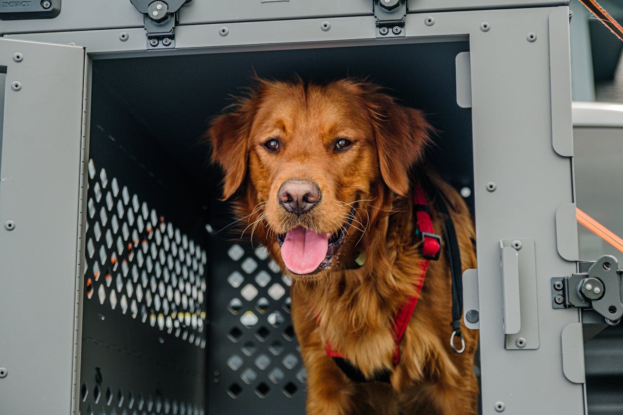 Anasayfa Golden Retriever in a secure, collapsible dog crate for safe travels.
