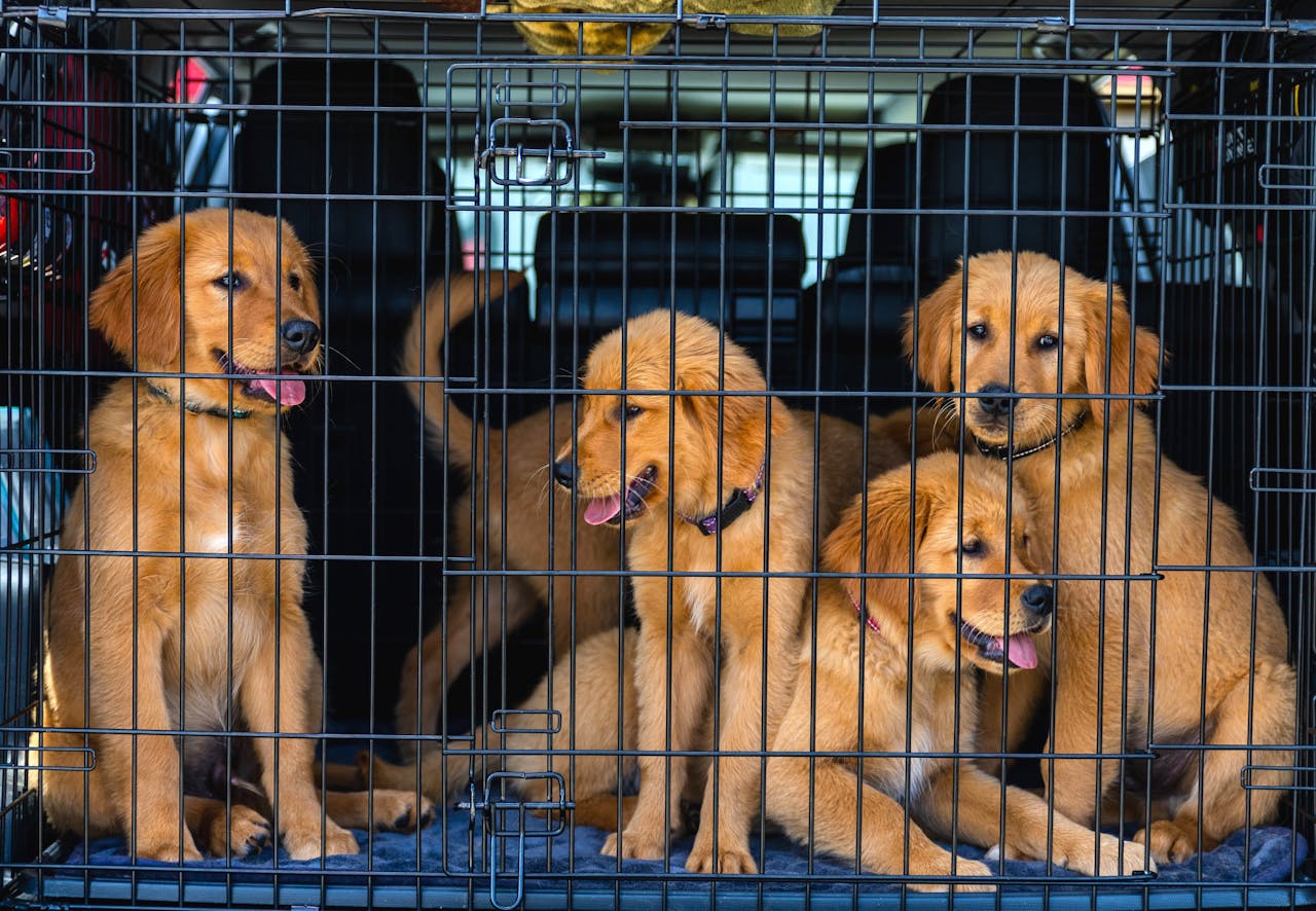 Anasayfa Four adorable Golden Retriever puppies inside a car cage, ready for travel. Perfect for pet lovers.